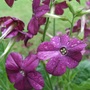 Nicotiana  'Malibu Deep Purple' (Nicotiana)