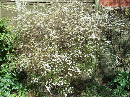 Spiraea 'Arguta' (Spiraea 'Arguta')