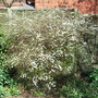 Spiraea__arguta_