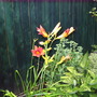 Day Lily