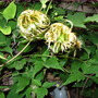 clematis 'Nelly Moser'