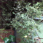 Honeysuckle