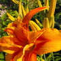 daylilies