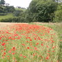 across the fields at Belper by the Derwent