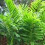 Zingiber officinale