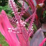 flowering cordyline (Cordyline)