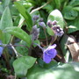Onphalodes_cappadocica__cherry_ingram_