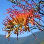 Grevillea Ned Kelly (Grevillea)