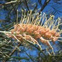 Grevillea