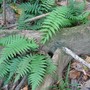 ferns