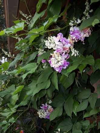 another over all view of vigna caracalla vine (corkscrew vine)