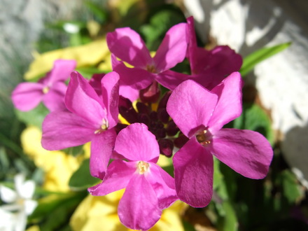 Arabis and Primula