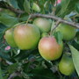 fruit trees