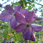 Venosa Violacea