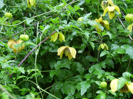 Clematis tangutica Bill Mackenzie (Clematis tangutica)