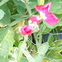 Stocks_Ten_Week_2009-06-21_001.jpg (Matthiola incana)