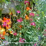 Ten_Week_Stock_on_balcony_2009-07-06.jpg (Matthiola incana)