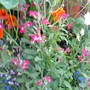 Ten Week Stock (Matthiola incana)