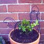 1st-topiary