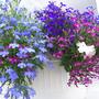 Lobelia