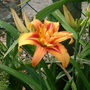 'Kwanzo' (Hemerocallis fulva flore pleno 'Kwanzo')