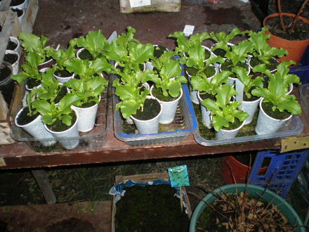 LETTUCE
