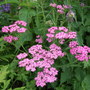 Achillea__lilac_