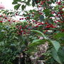 Cherries