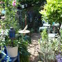 Herb garden in July