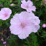 geranium sanguineum (Geranium sanguineum (Bloody cranesbill))