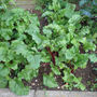 Beetroot, boltard