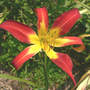Daylily_stoplight_8-04-07_sm