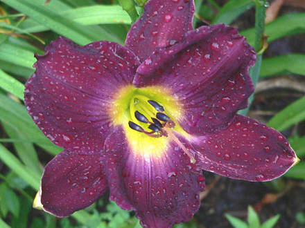 Daylily Strutter's Ball (Hemerocallis)