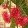 Eucalyptus ptychocarpa (Eucalyptus ptychocarpa)
