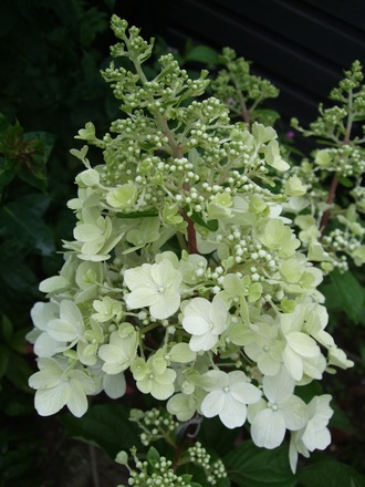Hydrangea paniculata 'Pinky Winky' (Hydrangea paniculata (Hydrangea))