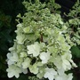 Hydrangea paniculata 'Pinky Winky' (Hydrangea paniculata (Hydrangea))