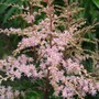 Astilbe__sprite_