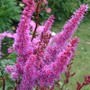 Astilbe_chinensis__purpurlanze_