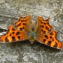 Close-up_butterfly_Bedfont_Lakes_190709.jpg