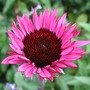 Echinacea 'Fatal Attraction' (Echinacea purpurea (Coneflower))