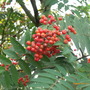 Rowan Berries (Sorbus reducta (Dwarf Rowan))