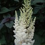 Astilbe_chinense__diamonds_and_pearls_