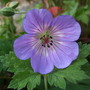 Geranium__buxton_s_variety_