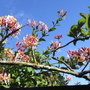 Lonicera periclymenum 'Belgica' - 2009 (Lonicera periclymenum)