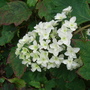 Hydrangea quercifolia 'Snow Flake' - 2009 (Hydrangea quercifolia 'Snow Flake')
