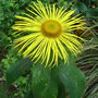 Inula orientalis - 2009 (Inula orientalis)
