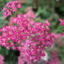 Achillea__cerise_queen_