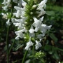 Stachys monnieri 'Alba' (Stachys monnieri)