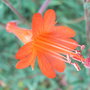 Zauschneria californica 'Dublin' - 2009 (Zauschneria californica)