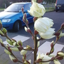 Yucca filamentosa (Yucca filamentosa (Adam's needle))